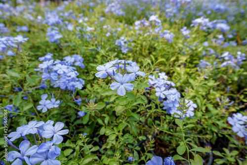 Light blue trumpet shaped flowers in the garden