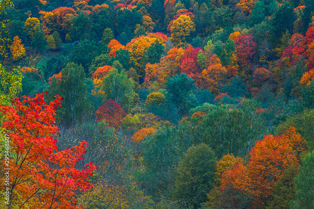 Aerial Drone view of colorful top of the forest at Autumn - obrazy, fototapety, plakaty 
