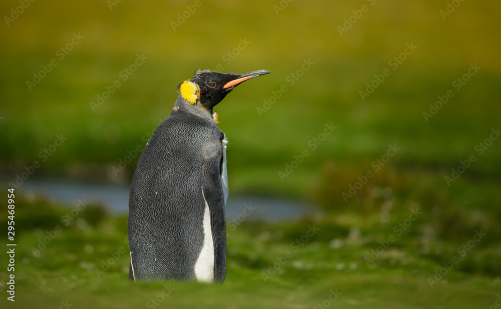 Fototapeta premium Close up of a juvenile king penguin with molting feathers