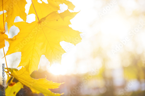 Beautiful autumn landscape with yellow trees and sun. Autumn season concept Beautiful autumn landscape with fallen yellow leaves and sun. Falling leaves natural background