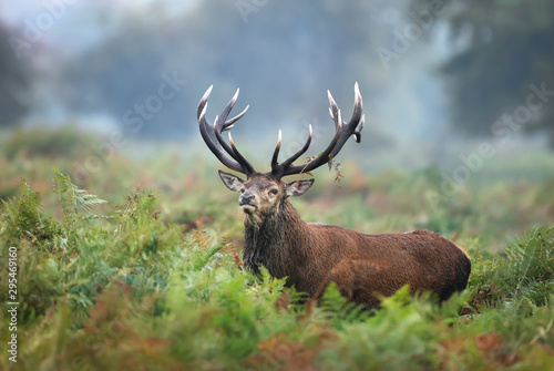 Red deer stag during rutting season in autumn © giedriius