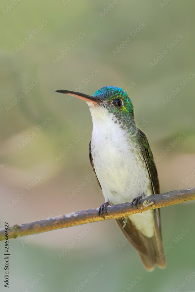 Obraz premium Andean Emerald (Amazilia franciae) sitting on branch in Alambi cloud forest, Ecuador