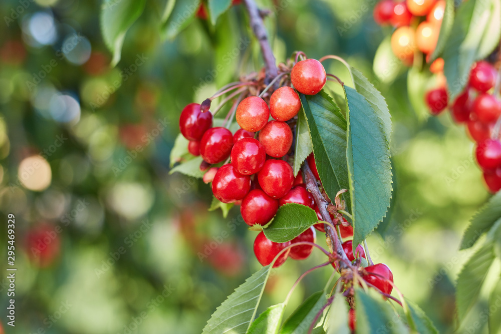 Red berries of a sweet cherry on a branch