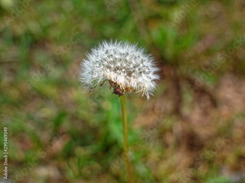 dandelion flower macro in the garden  Russia.