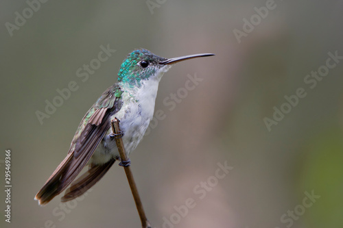 Andean Emerald (Amazilia franciae) sitting on branch in Alambi cloud forest, Ecuador