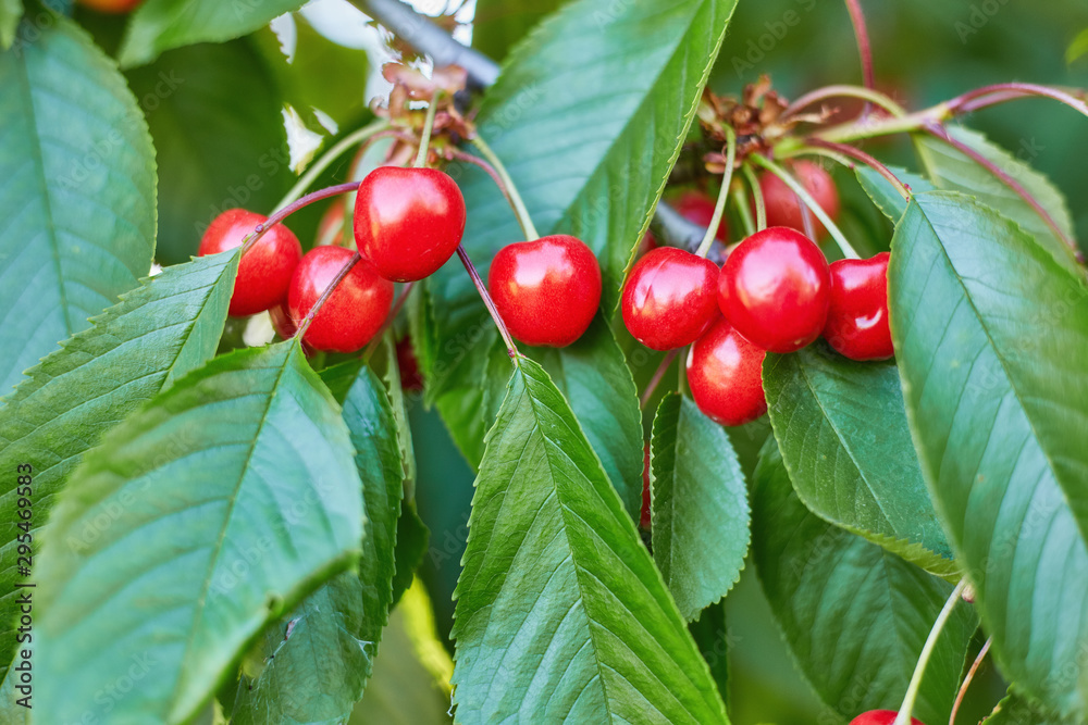 Sweet cherry red berries on a tree branch
