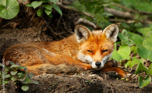 Close up of a red fox laying on the ground