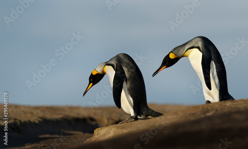 Close up of two King penguins trying to cross a ditch