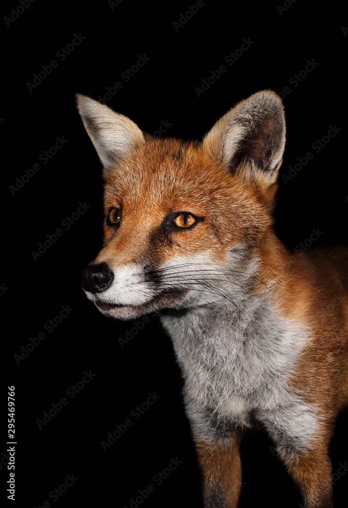Fototapeta premium Close up of a Red fox against black background
