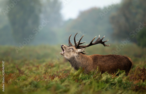 Red deer stag calling during rutting season in autumn