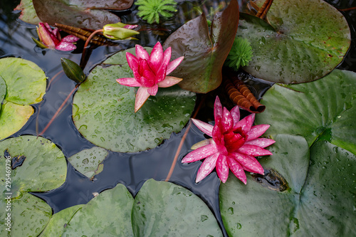 Nice image of a pink liiy flower in a pond. photo