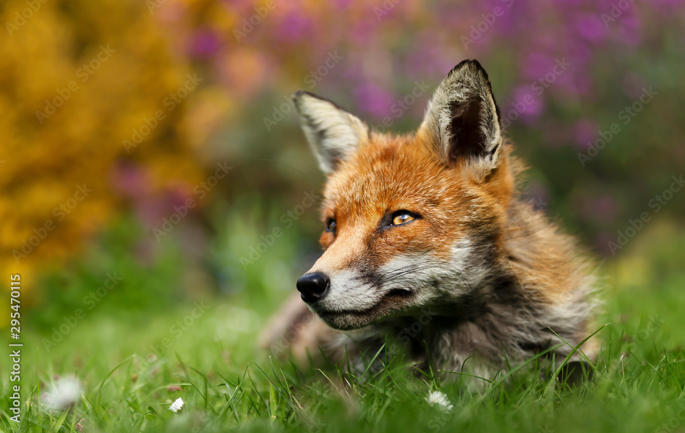 Close up of a red fox in a garden Close up of a red fox in a garden