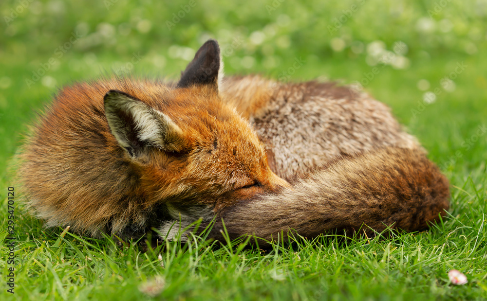 Close up of a red fox sleeping in grass Close up of a red fox sleeping in grass