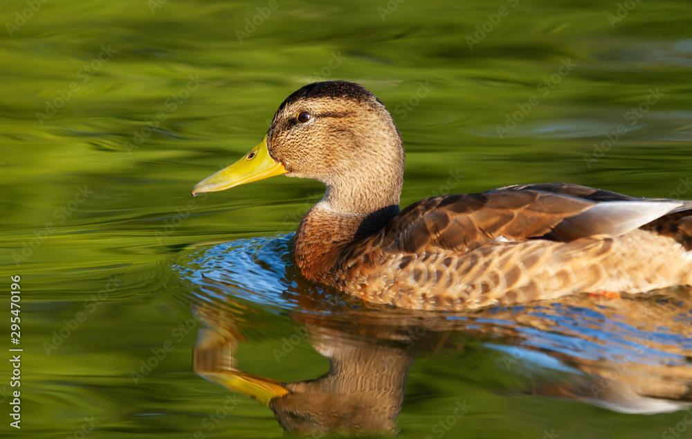 Obraz premium Close up of a mallard duck swimming in water