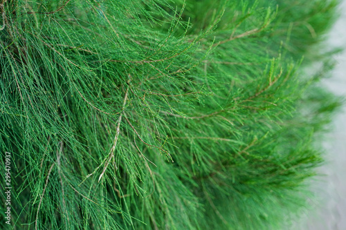 closeup of green grass