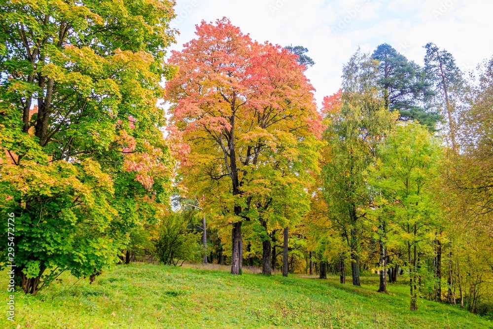 Naklejka premium Autumn park landscape. Golden autumn . Sunny day in the autumn park with yellow trees. Beautiful landscape.
