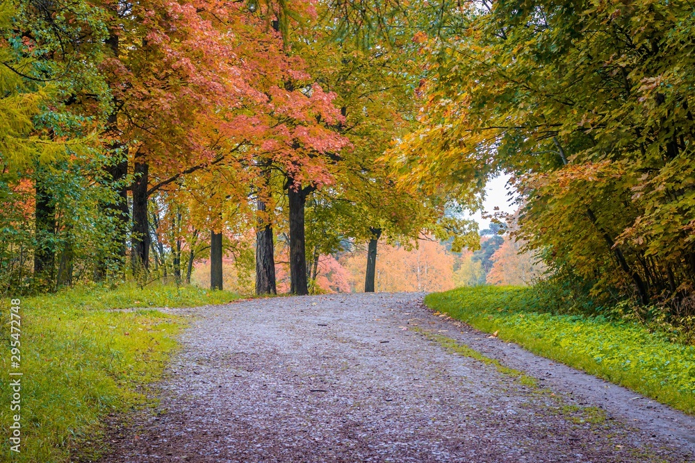 Naklejka premium Autumn park landscape. Golden autumn . Sunny day in the autumn park with yellow trees. Beautiful landscape.
