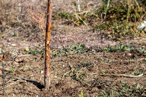 Wallpaper Mural One Year Old Sweet Cherry Tree Damaged by Wild Rabbit Torontodigital.ca