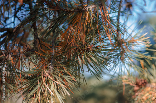 Close-up of multi-colored pine needles. Green and dry needles on the branches. Free space for designer text. Soft focus. Landscape photo orientation photo