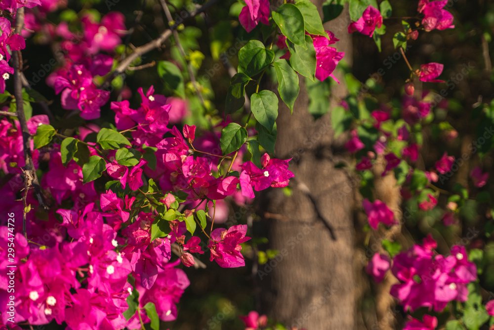 Beautiful pink flowers that grow on a tree. Beautiful pink flowers that grow on a tree.