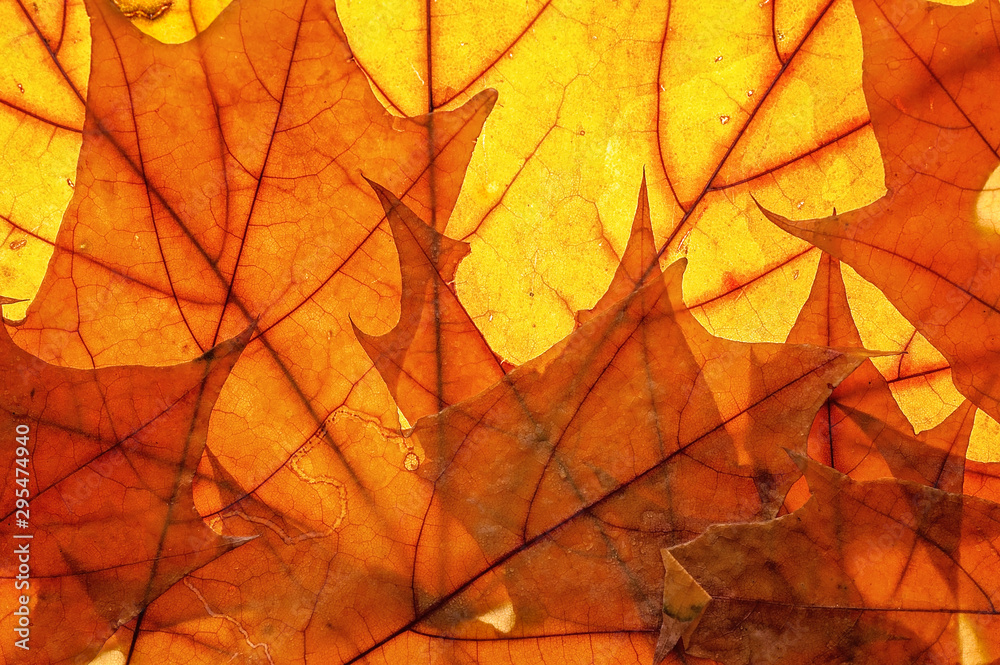 Autumn leaves on clearance. Studio photo, top view large. Colorful background texture banner. Close-up image Autumn leaves on clearance. Studio photo, top view large. Colorful background texture banner. Close-up image
