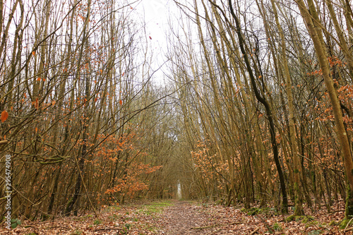 A path through a coppiced woodland photo