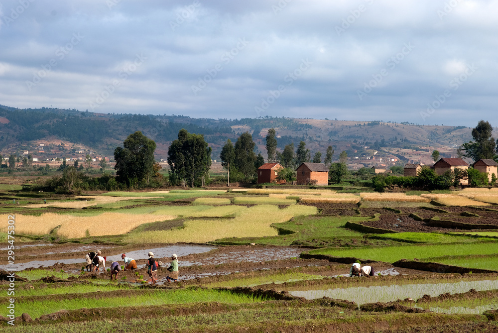 culture , culture du riz, risiére, région Antsirabe, Madagascar