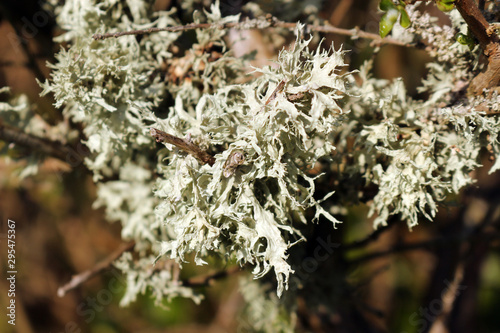 Evernia prunastri or oakmoss lichen growing on branches of a tree © Victoria Sharratt