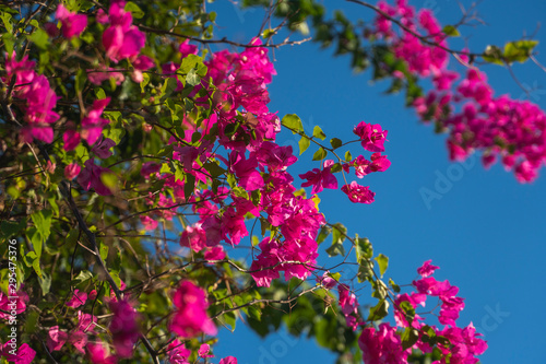 Beautiful pink flowers that grow on a tree with blue sky on the background. © Volodymyr