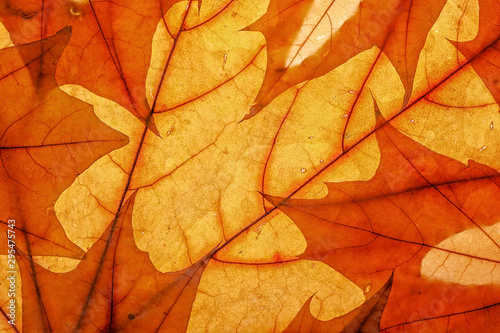 Autumn leaves on clearance. Studio photo, top view large. Colorful background texture banner. Close-up image
