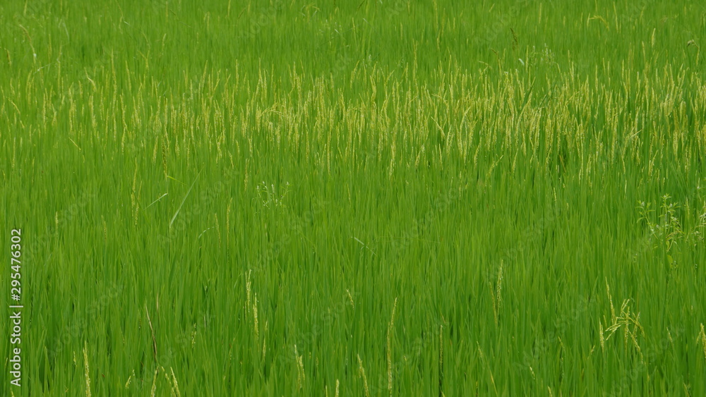 Obraz premium Green rice field in the Morning at north Thailand, nature food background