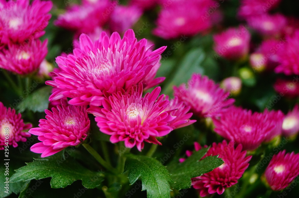 Chrysanthemum Chrysanthemum