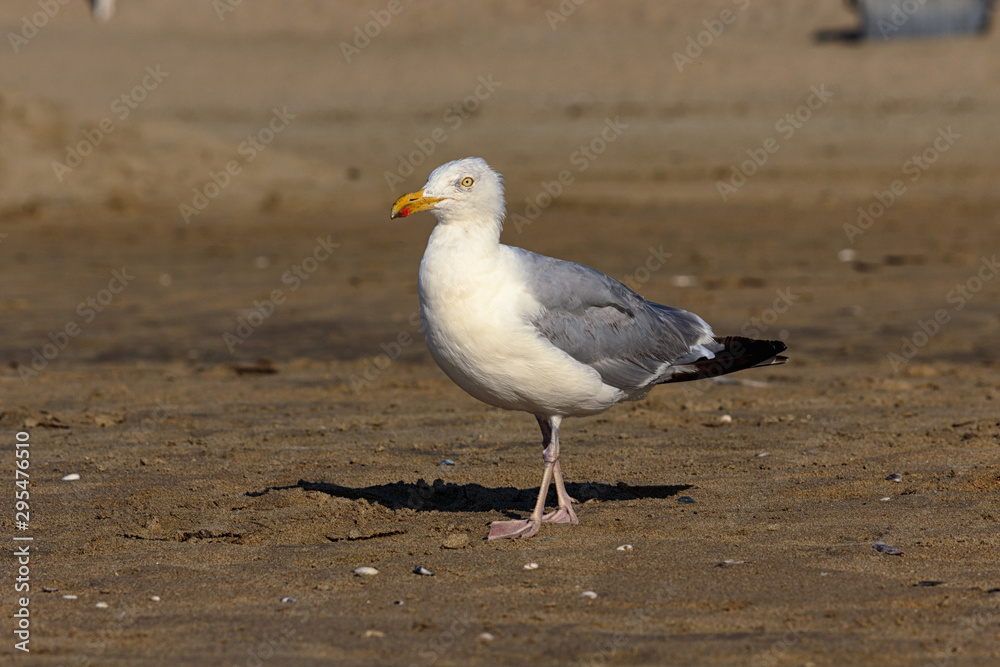 Möwe bei Landspaziergang Möwe bei Landspaziergang