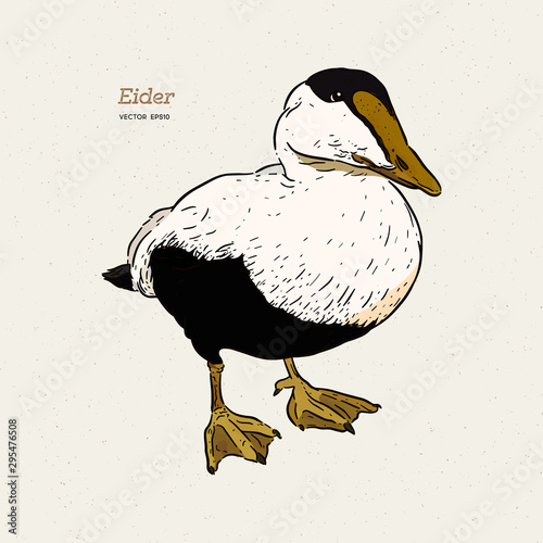 Eider Duck is a large sea duck, vintage line drawing vector.