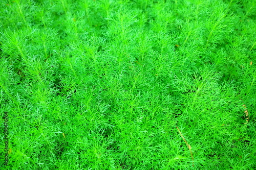 Close up Green Fern Texture Background.