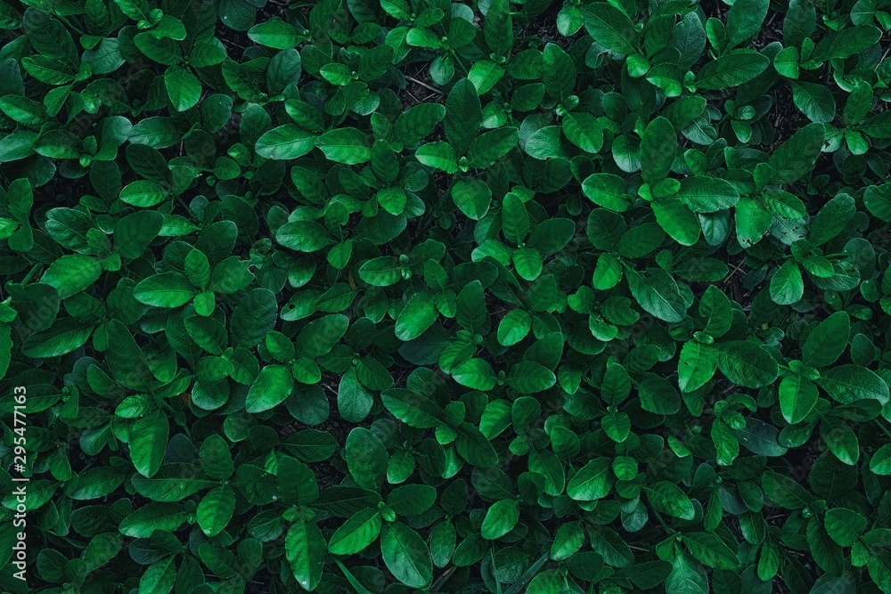 Close up Green Leaves Texture Background. Close up Green Leaves Texture Background.