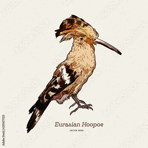 Hoopoe sketch, vector illustration. Hand drawn hoopoe bird. Engraved illustration.