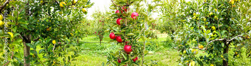 ripe apples in an orchard ready for harvesting
