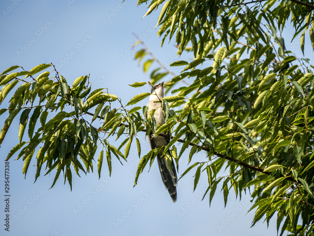 Fototapeta premium Azure winged magpie Cyanopica cyanus in a tree 5