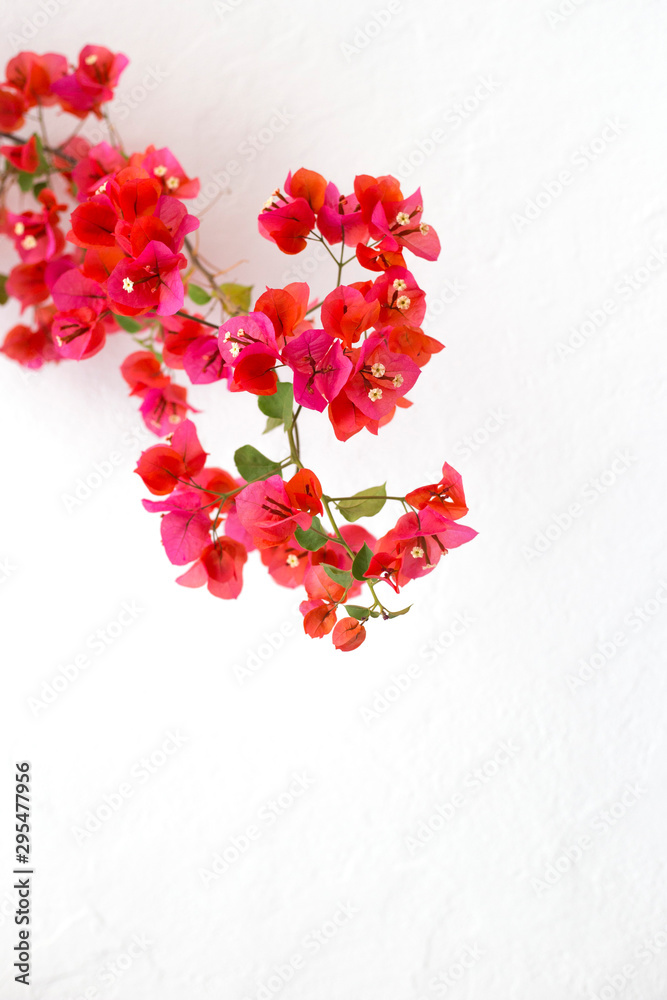 Branch of pink bougainvillea near white wall. Blooming red flowers on background of white wall. Greeting card background. Flora of Spain Branch of pink bougainvillea near white wall. Blooming red flowers on background of white wall. Greeting card background. Flora of Spain