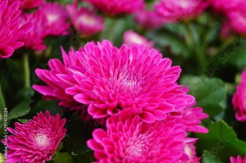 Chrysanthemum