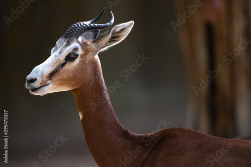 Portrait of dama gazelle in low key