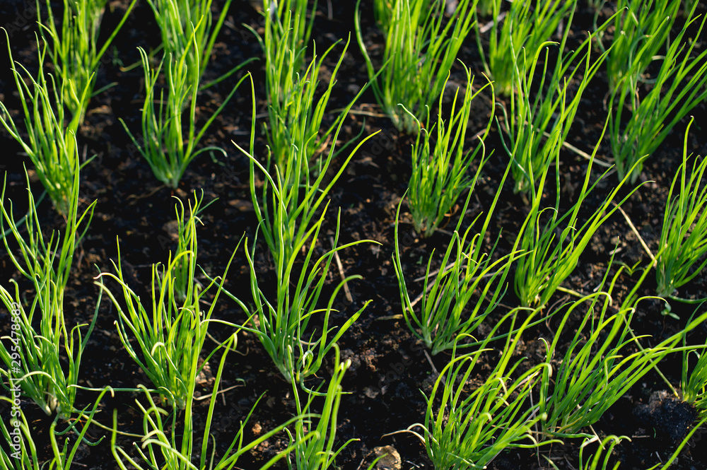 Obraz premium Onion from the growing garden Organic vegetable concept