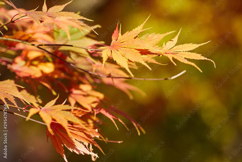 Autumn colorful bright leaves swinging on an oak tree in autumnal park. Fall background. Beautiful nature Autumn colorful bright leaves swinging on an oak tree in autumnal park. Fall background. Beautiful nature