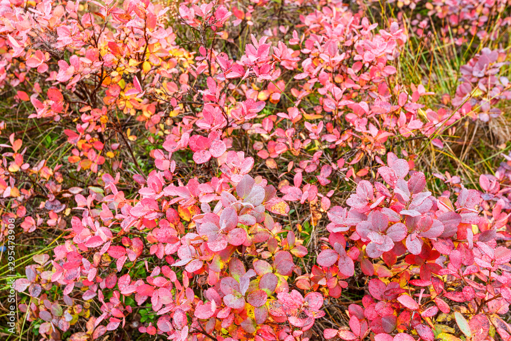 Blueberry bushes with red leaves in autumn Blueberry bushes with red leaves in autumn