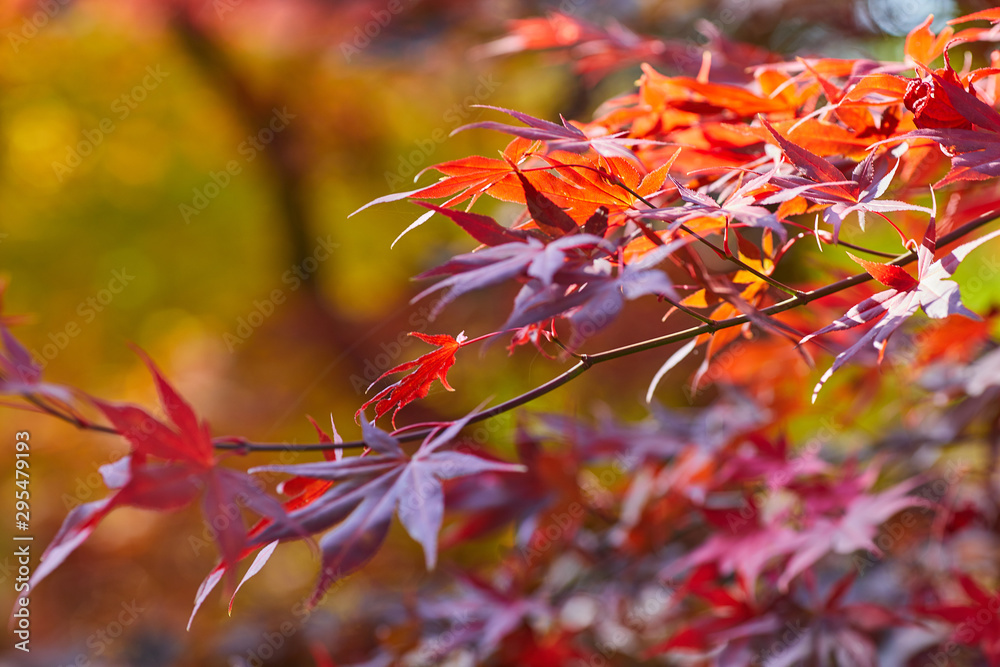 Autumn colorful bright leaves swinging on an oak tree in autumnal park. Fall background. Beautiful nature Autumn colorful bright leaves swinging on an oak tree in autumnal park. Fall background. Beautiful nature