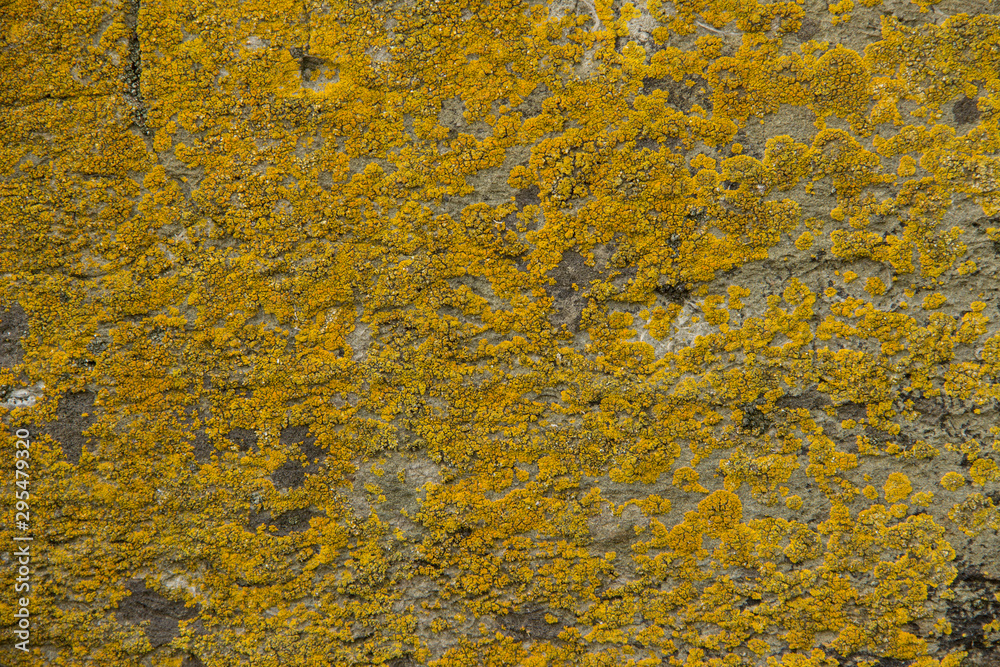 The surface of natural wild stone covered with moss. The surface of natural wild stone covered with moss.