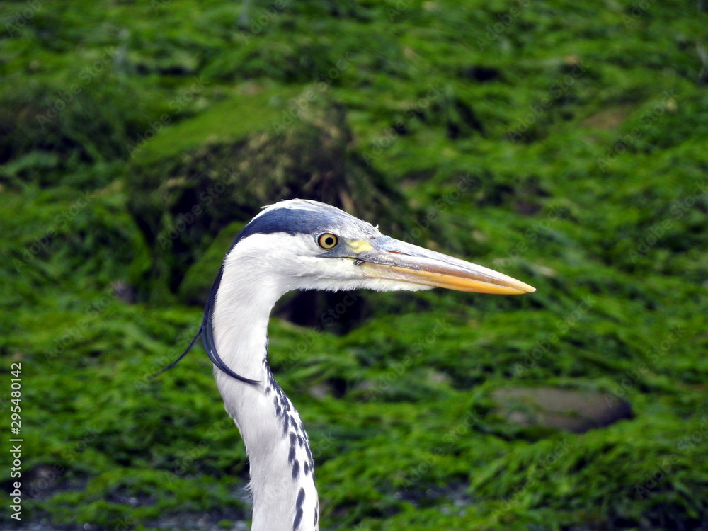 Primer plano de garza real (ardea cinera) en la ría de Limpias (Cantabria) Primer plano de garza real (ardea cinera) en la ría de Limpias (Cantabria)