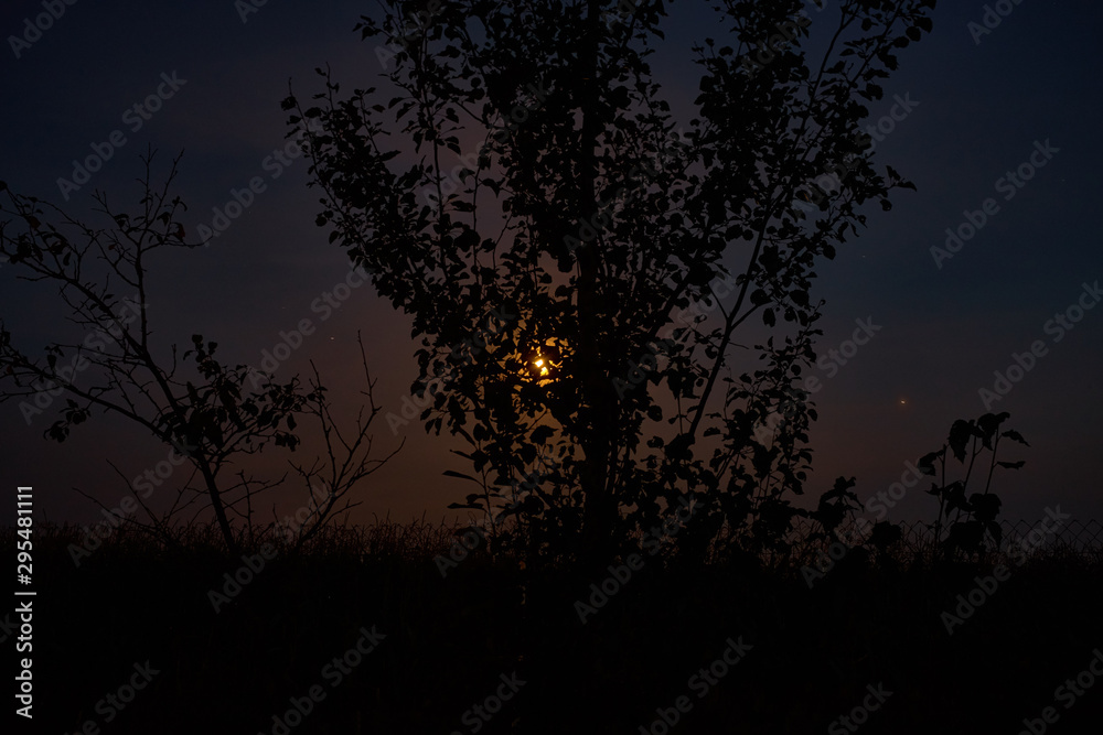 Perfect moon at night after sunset hide at trees.