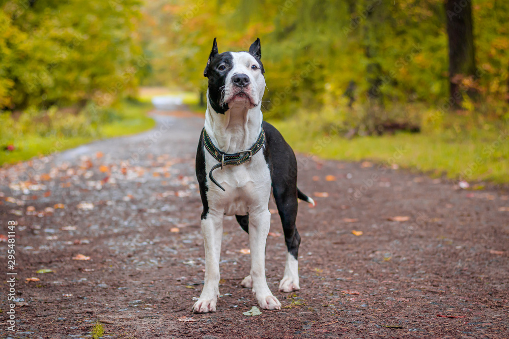 Amstaff dog on a walk in the park. Big dog. Bright dog. Light color. Home pet. Black and white dog